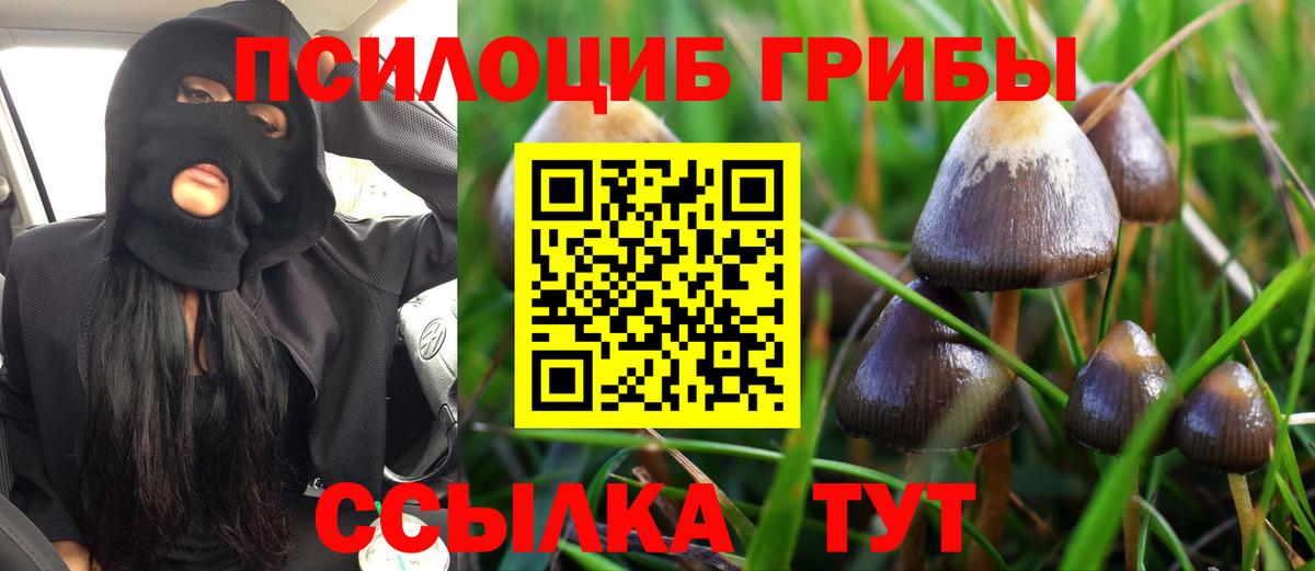 Псилоцибиновые грибы Psilocybe Пугачёв